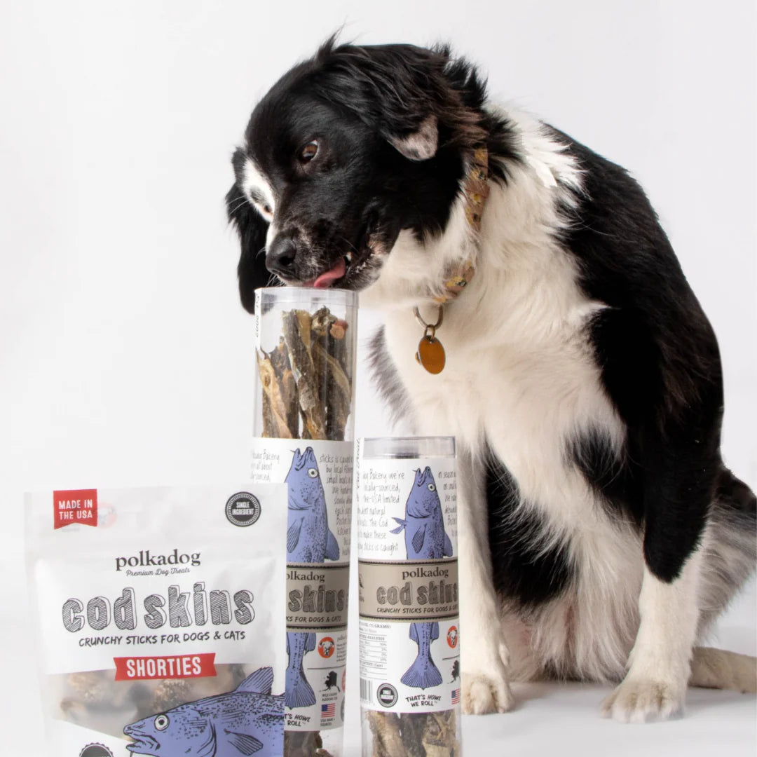 A medium sized, black and white dog licking the top of a tube of codskin treats