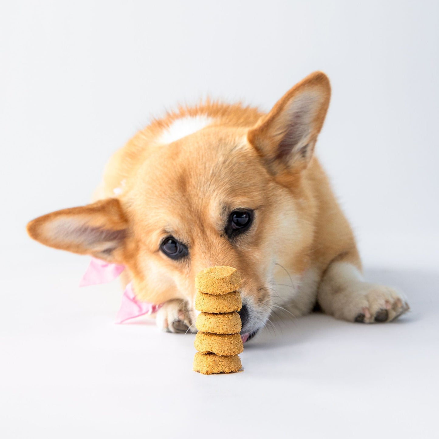 Polkadog x Fancypants Apple & Cinnamon Cookies