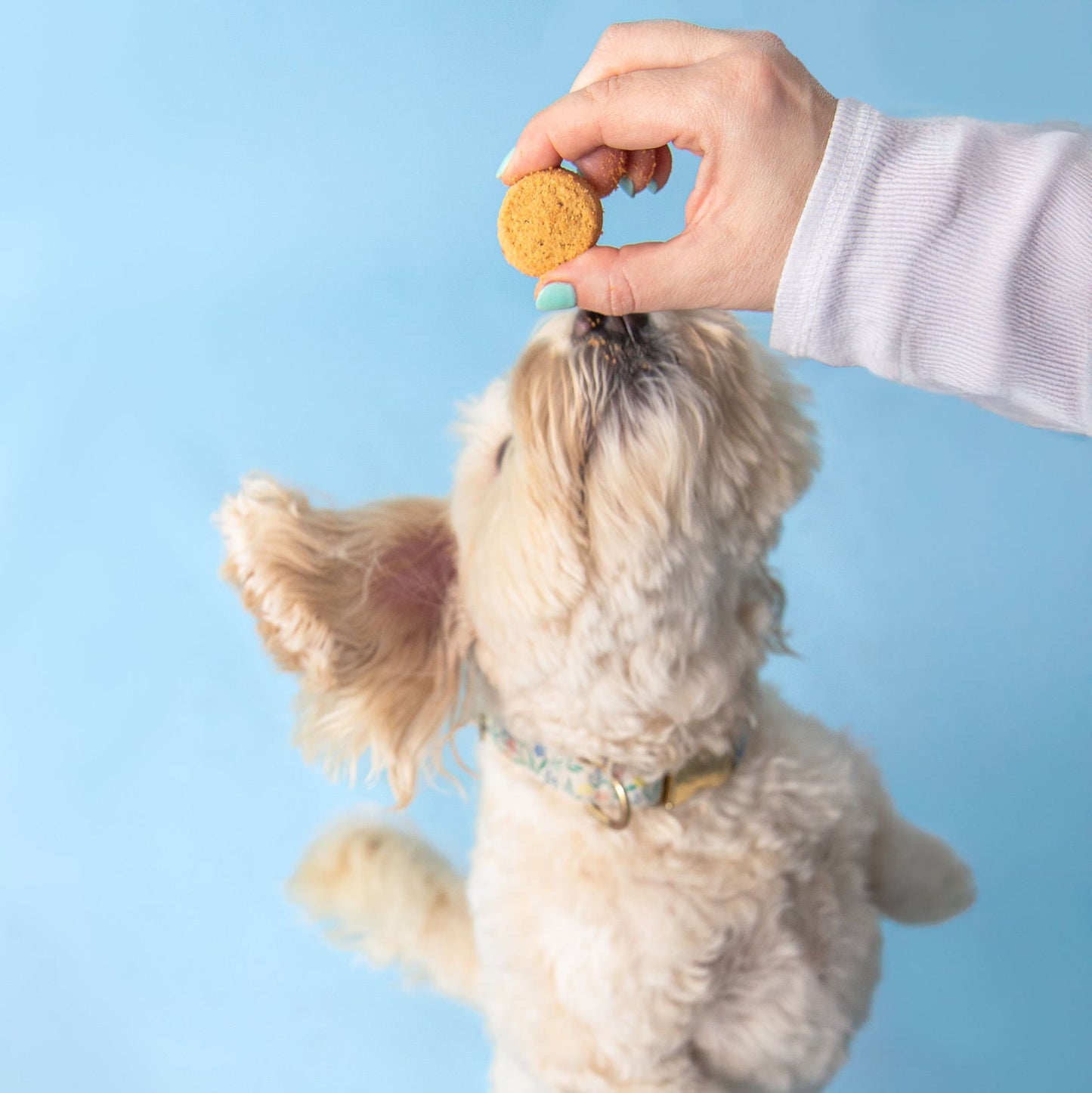 Polkadog x Fancypants Apple & Cinnamon Cookies