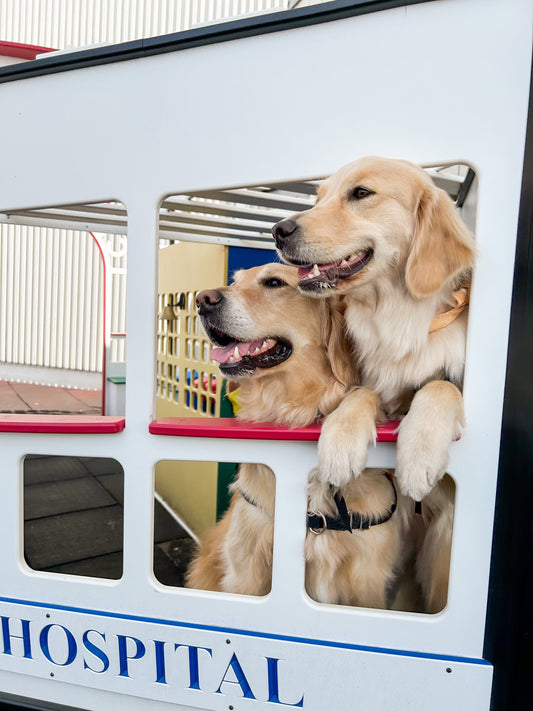 Meet Bob & Dottie: The Facility Dogs of Tufts Medical