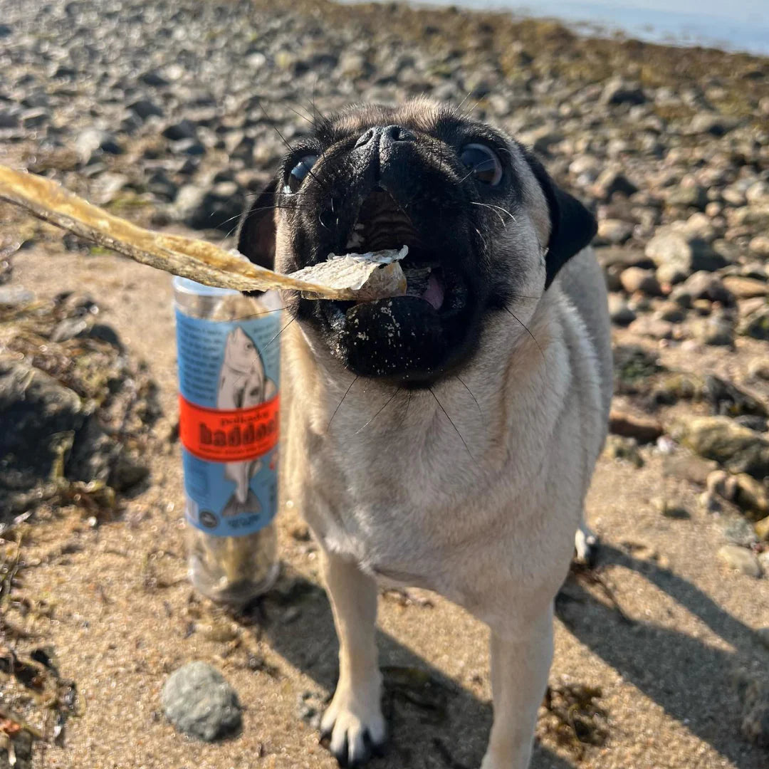A fawn coloured pug with a black muzzle and ears, in action opening it's mouth to eat a haddock skin.