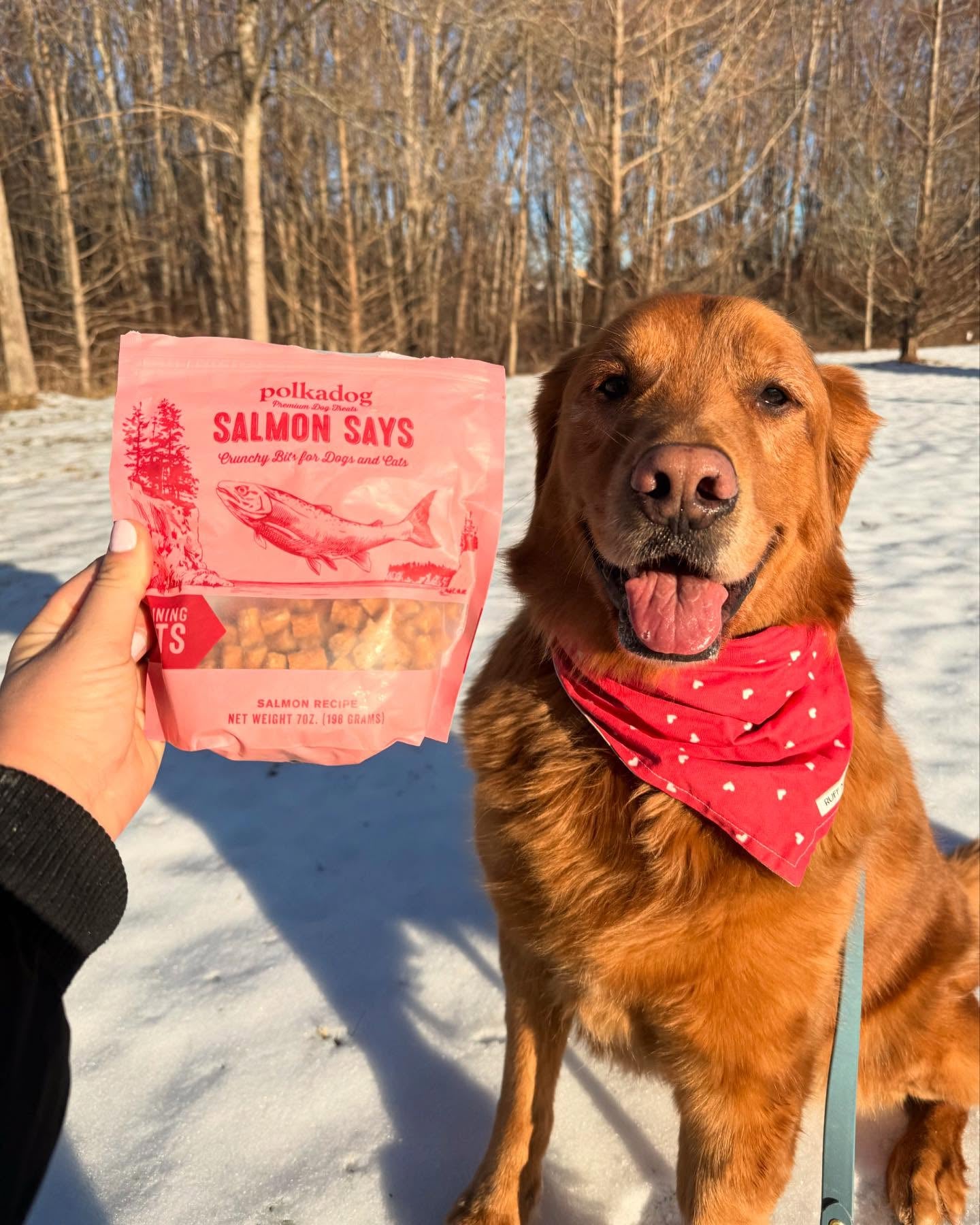 A red golden retreive in a red bandana dotted with white hearts, smiles at the camera. there's snow on the ground and the trees in the background are bare. A woman's hand holds a bag of SALMON SAYS treats next to the dog's face