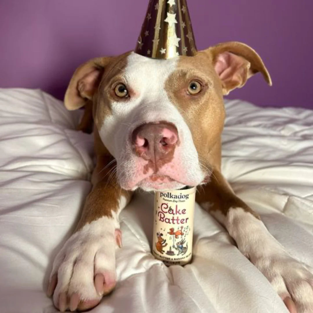 A close up photo of a brown and white pitbull lying on a white duvet, against a purple wall, wearing a gold party hat, resting it's chin on a tube of Cake Batter treats