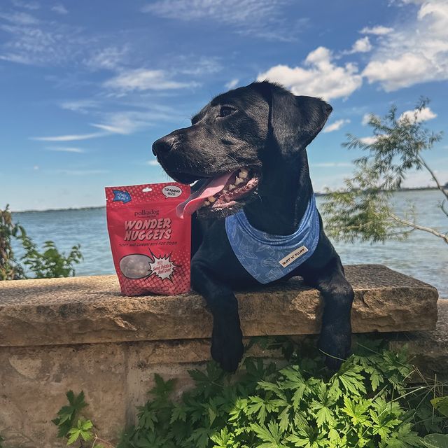 A happy looking black lab in a blue bandana lays on a stone bench in front of a large body of water, next to a red bag of Wonder Nuggets
