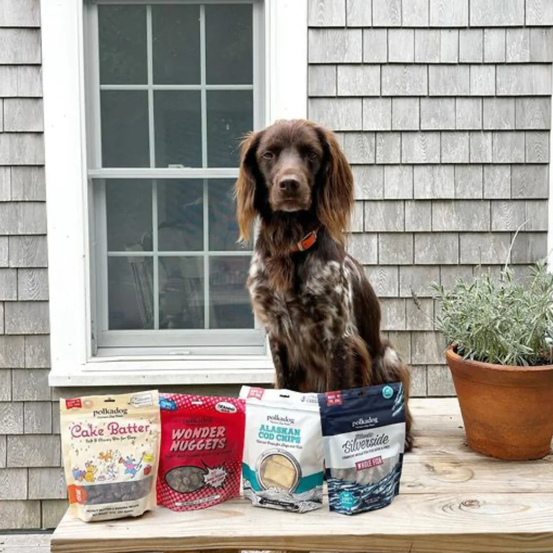 A tricolour English Setter sits on a wooden table outside, posing with 4 bags of Polkadog Treats