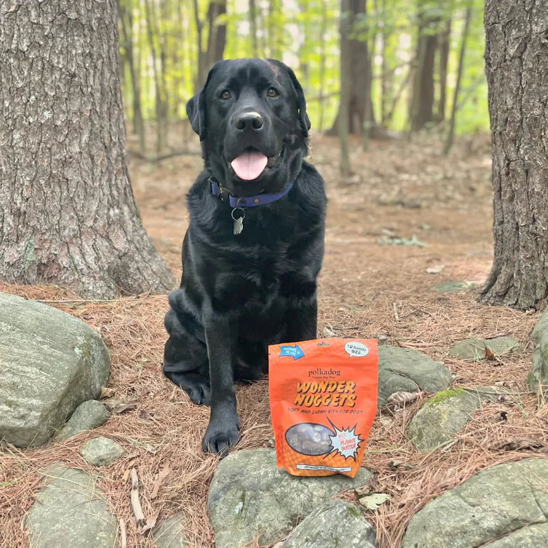 An adult black lab, wearing a purple collar, sits on a the ground, covered in pine needles, in a forest, posing with an orange bag of Wonder Nuggets