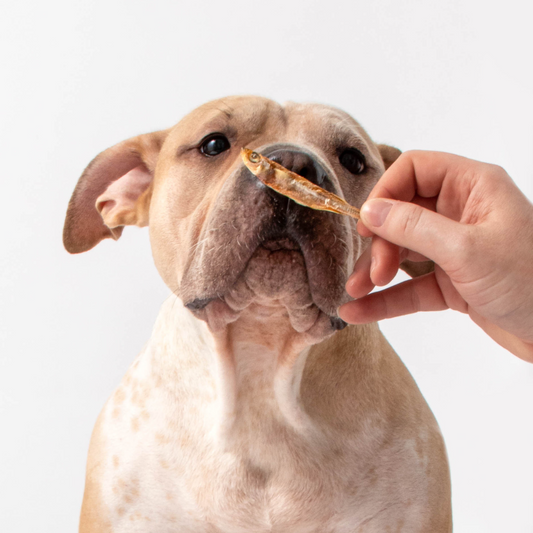 Meet the Many Pets of Polkadog!