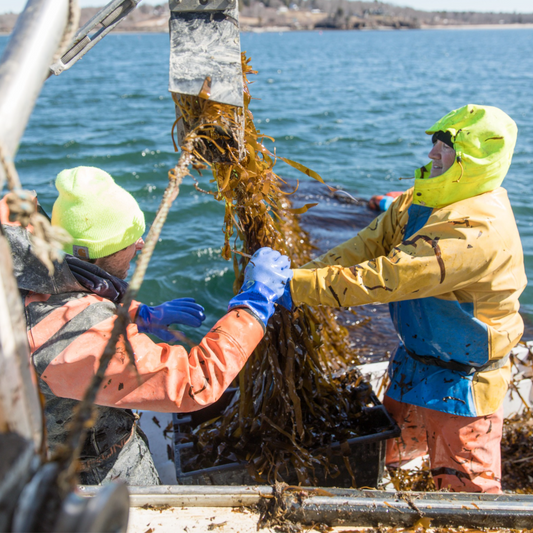 From Pest to Protein: A deep dive into our sustainable and nutritious Green Monstah treats!